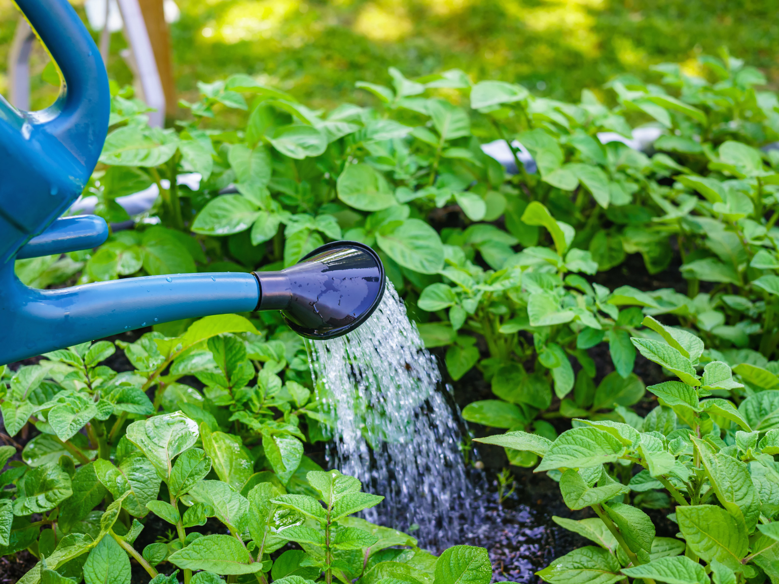 water_plants water_plants
